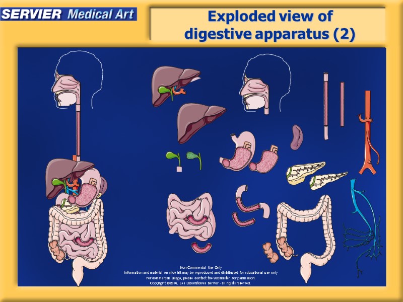 Exploded view of digestive apparatus (2)